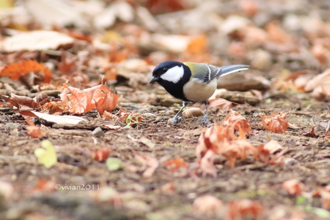 野鳥を観察する会 in 真岡井頭公園_e0227942_22112280.jpg