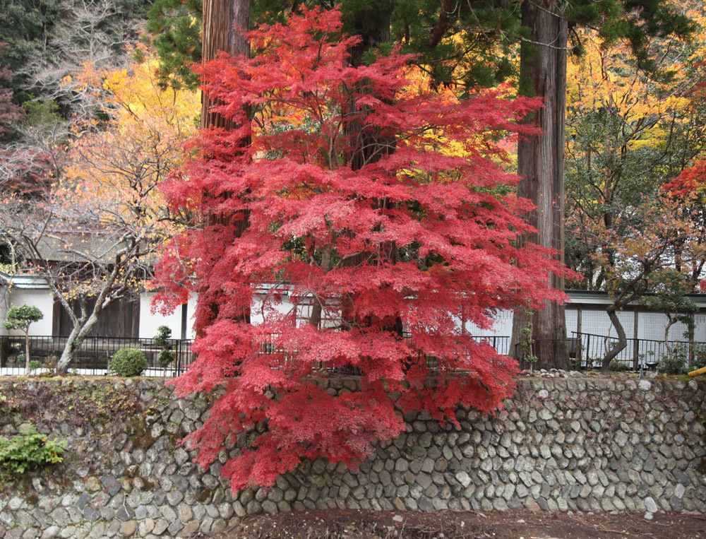 宇陀市 室生寺 紅葉 1 魅せられて大和路 宇陀市 室生寺 紅葉 1 魅せられて大和路
