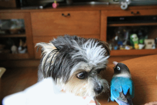 c0145250_10180871.gif
