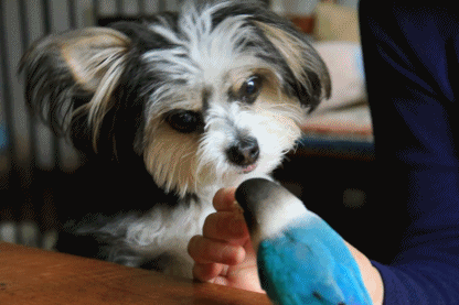 c0145250_10182193.gif