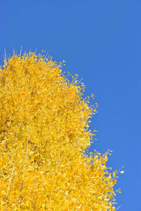 a0001354_20354555.gif