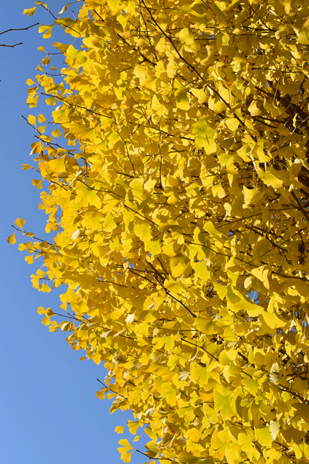 a0001354_20355523.gif