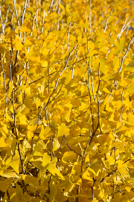 a0001354_20360442.gif