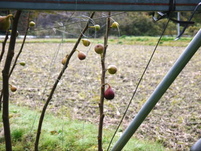 甘熟いちじく いちじくの紅葉!まもなく一気に冷え込んだ朝に一斉に落葉します!_a0254656_14364981.jpg