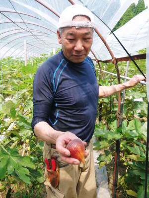 甘熟いちじく いちじくの紅葉!まもなく一気に冷え込んだ朝に一斉に落葉します!_a0254656_14465893.jpg