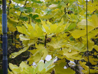 甘熟いちじく いちじくの紅葉!まもなく一気に冷え込んだ朝に一斉に落葉します!_a0254656_14510983.jpg