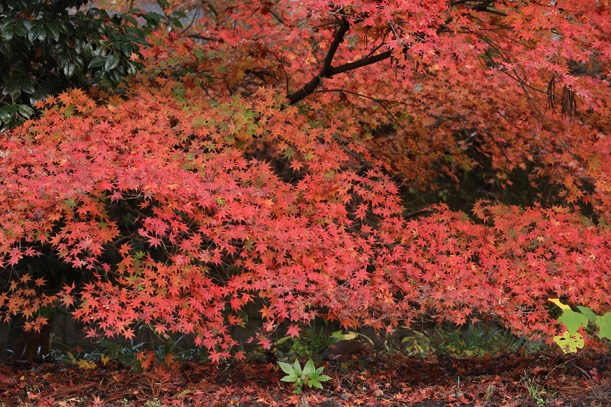 もう一つの紅葉スポット_e0304170_18310655.jpg