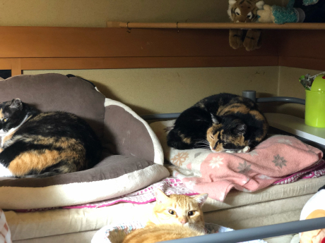 あの鳥さんに会いたい!②_e0355177_14381348.jpg