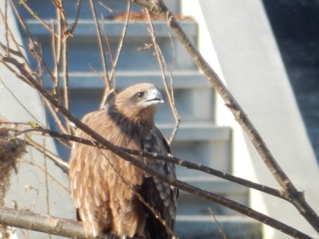 あの鳥さんに会いたい!②_e0355177_14452887.jpg