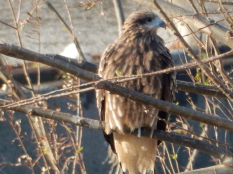 あの鳥さんに会いたい!②_e0355177_14461350.jpg