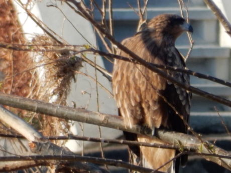 あの鳥さんに会いたい!②_e0355177_14540600.jpg