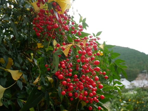 古座川の大銀杏_f0054677_08520146.jpeg