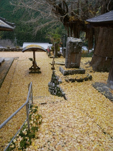 古座川の大銀杏_f0054677_08531447.jpeg