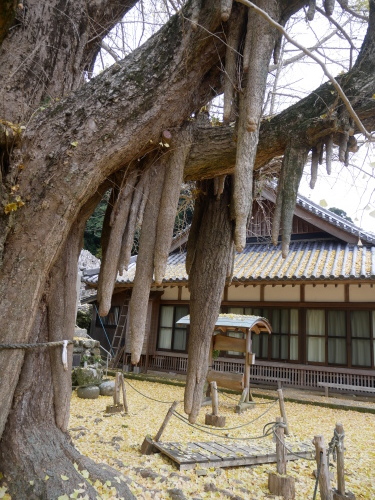古座川の大銀杏_f0054677_08533263.jpeg