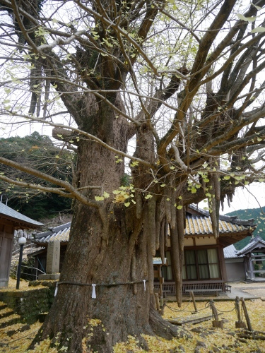 古座川の大銀杏_f0054677_08534017.jpeg