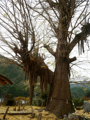 古座川の大銀杏_f0054677_09012857.jpeg
