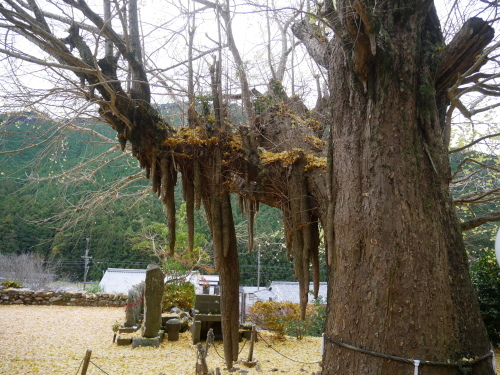 古座川の大銀杏_f0054677_09013754.jpeg