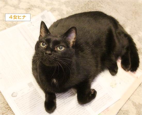 猫、市の行事に興味を示す_a0389088_04241750.jpg