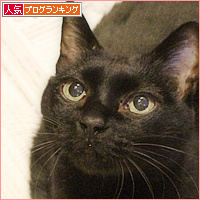 猫、市の行事に興味を示す_a0389088_04241762.jpg
