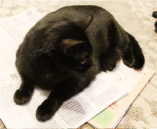 猫、市の行事に興味を示す_a0389088_04241766.jpg