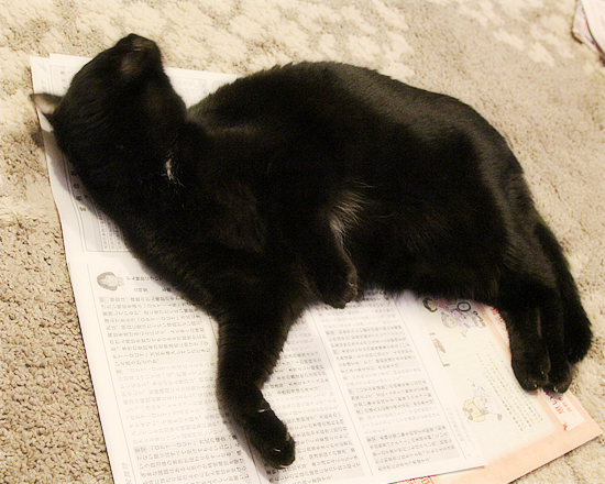 猫、市の行事に興味を示す_a0389088_04241790.jpg