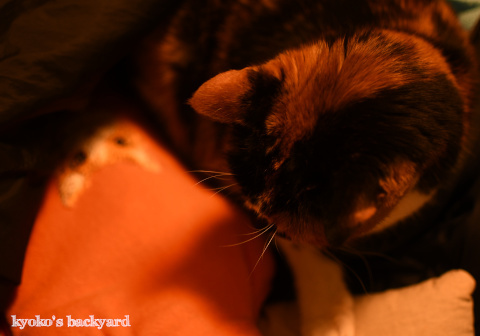 ある意味、猫団子_b0253205_11453538.jpg