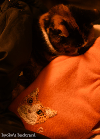 ある意味、猫団子_b0253205_11455022.jpg