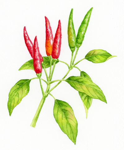 野菜イラスト とうがらし Chili Pepper イラストレーター 川副美紀 Miki Kawazoe Illustrations Watercolor Colored Pencil