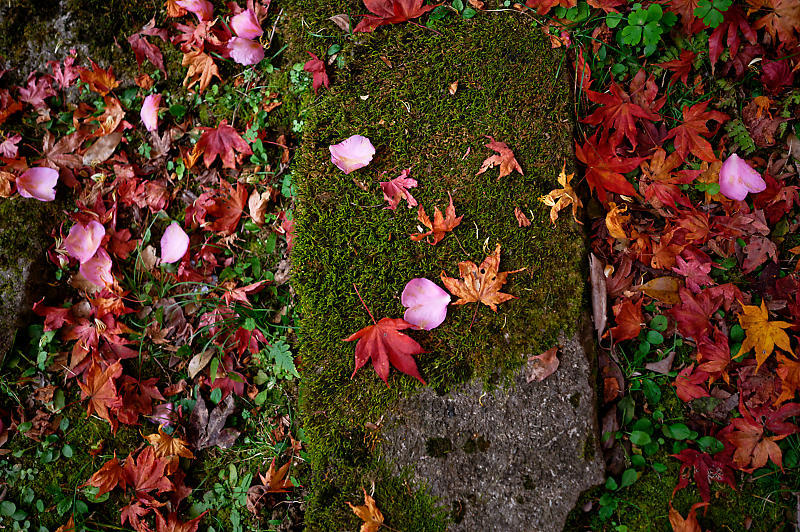 2019京都の紅葉・洛西　金蔵寺　其の二_f0032011_19472063.jpg