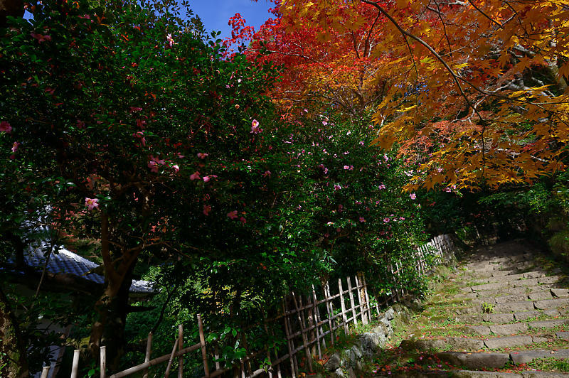 2019京都の紅葉・洛西　金蔵寺　其の二_f0032011_19472064.jpg