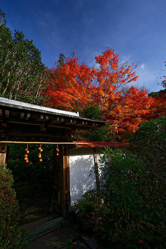 2019京都の紅葉・洛西　金蔵寺　其の二_f0032011_19472088.jpg