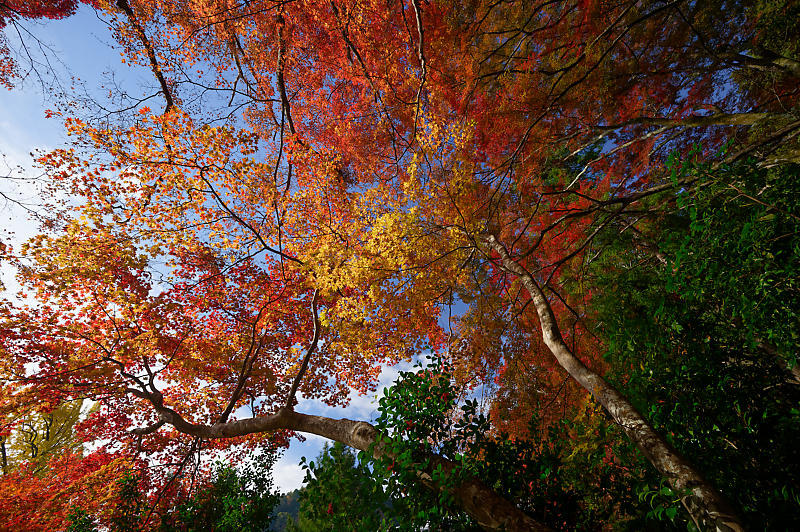 2019京都の紅葉・洛西　金蔵寺　其の二_f0032011_19472154.jpg