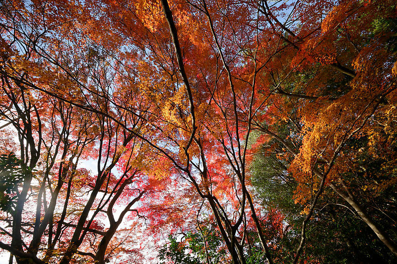 2019京都の紅葉・洛西　金蔵寺　其の二_f0032011_19472159.jpg