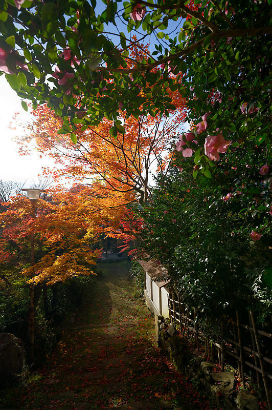 2019京都の紅葉・洛西　金蔵寺　其の二_f0032011_19472165.jpg