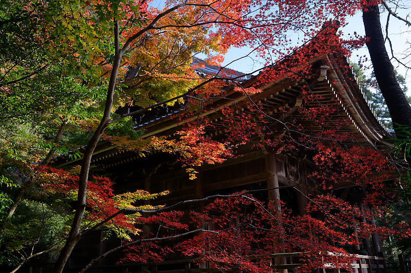 2019京都の紅葉・洛西　金蔵寺　其の二_f0032011_19472166.jpg