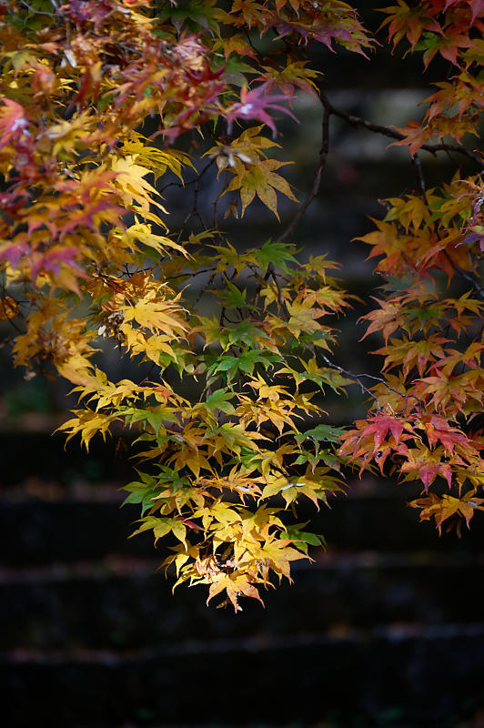 2019京都の紅葉・洛西　金蔵寺　其の二_f0032011_19522321.jpg