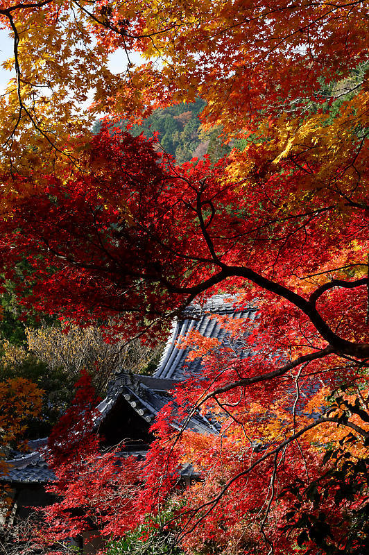 2019京都の紅葉・洛西　金蔵寺　其の二_f0032011_19522436.jpg