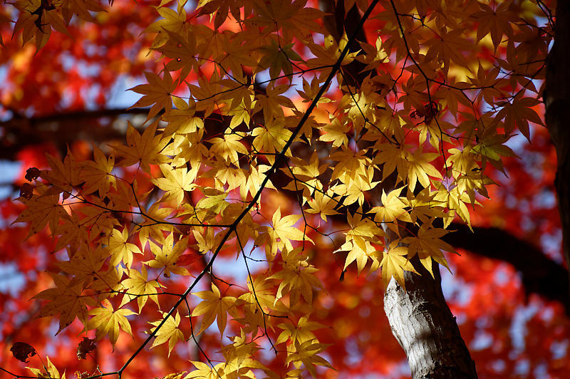 2019京都の紅葉・洛西　金蔵寺　其の二_f0032011_19522492.jpg