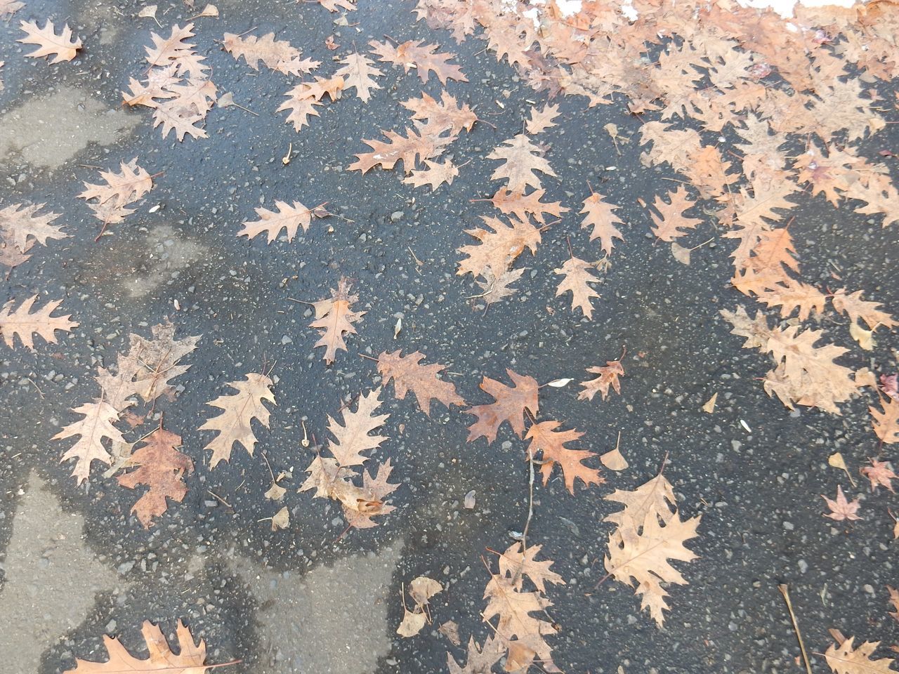 午後から北大へ_c0025115_21481476.jpg