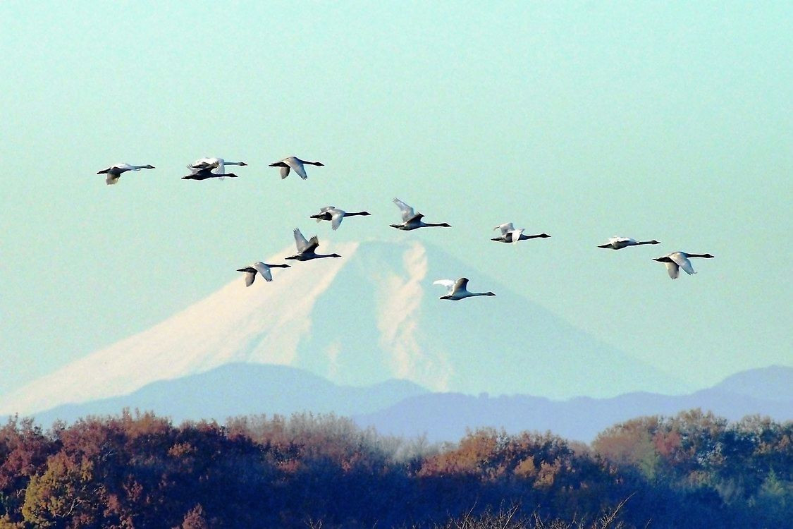 これぞ白鳥ホワイトインパルス！♪富士山背景に白鳥群翔の図_a0031821_10545180.jpg