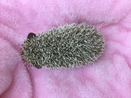 191213 ハリネズミ・ハムスター_f0189122_17495455.jpeg