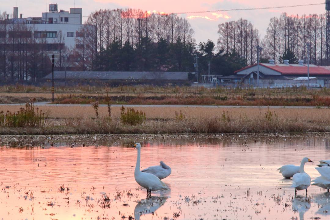 白鳥総集編2019~2020 その4_e0403850_23451054.jpg