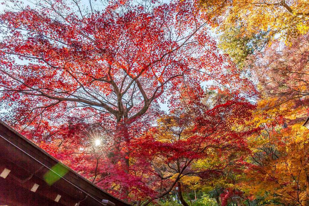 高幡不動の紅葉 あだっちゃんの花鳥風月
