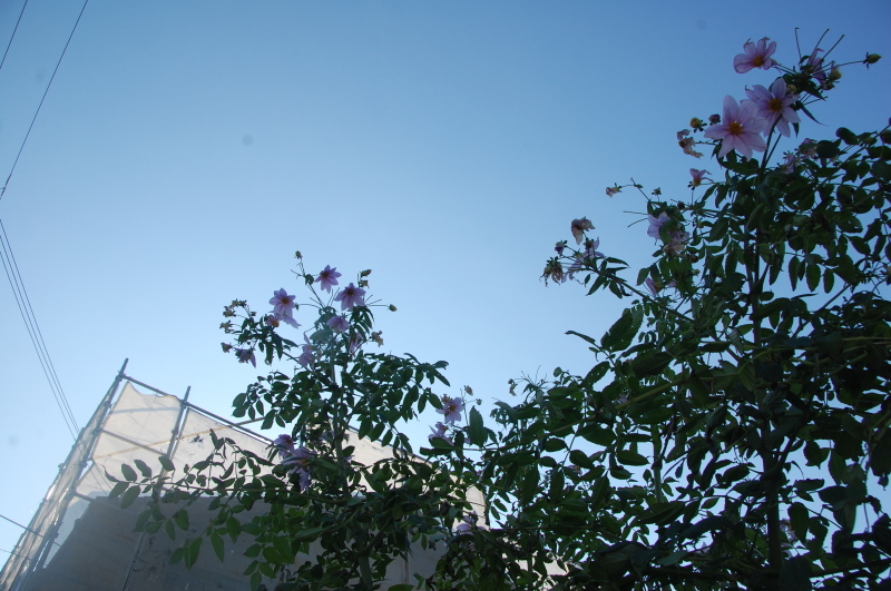 我が家の花壇 大リニューアル中_c0108460_17405188.jpg