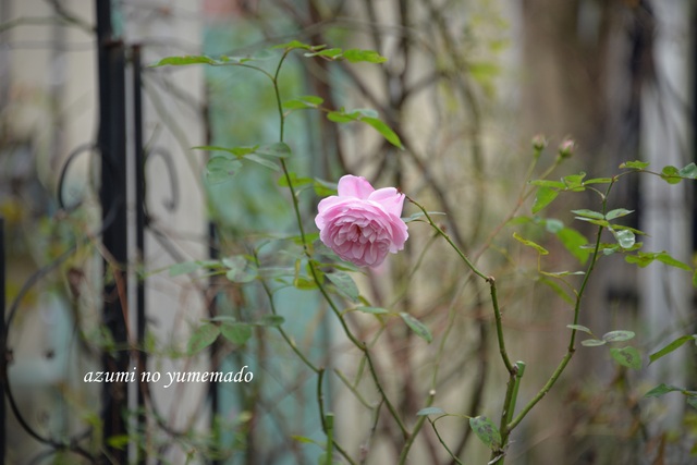 メアリーローズと癒しのカフェ Azumiの夢まど