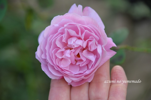 メアリーローズと癒しのカフェ Azumiの夢まど