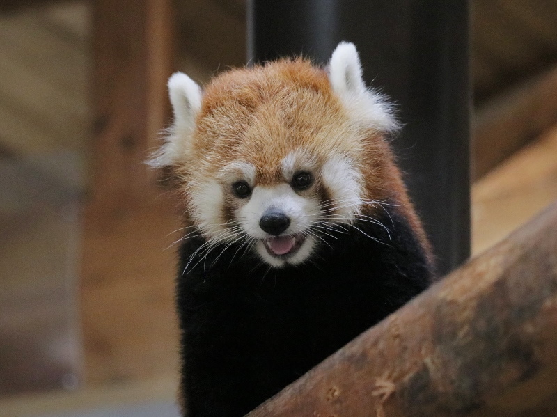 レッサーパンダハウスのかわいい兄弟 レサパン日和