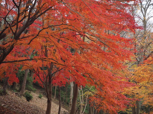 ハーブ園紅葉情報 神戸布引ハーブ園 ハーブガイド ハーブ花ごよみ
