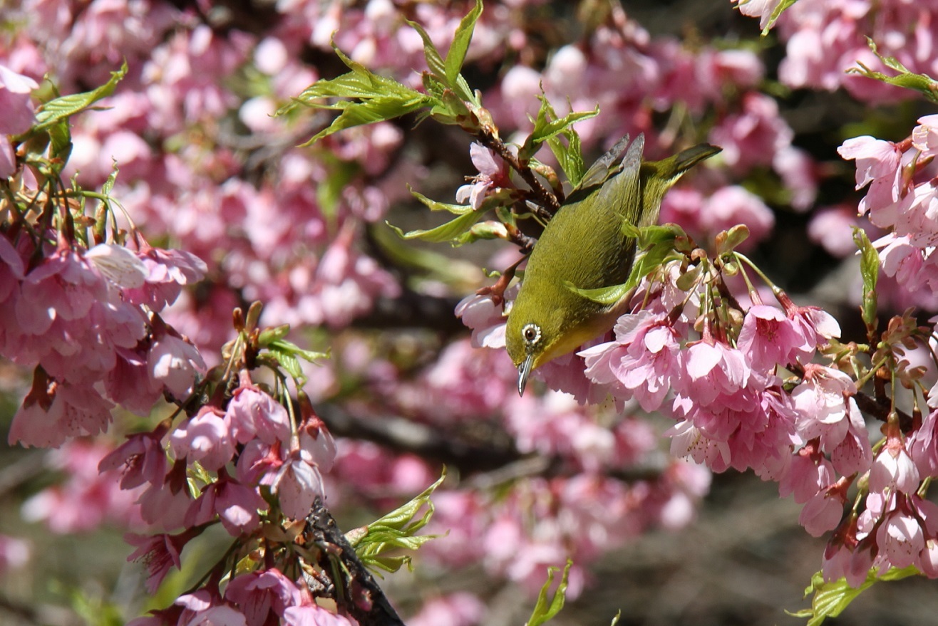 メジロ、うぐいす丸籠　鹿児島殿様籠 メジロ、うぐいす丸籠 鹿児島殿様籠 （Yahoo!オークション