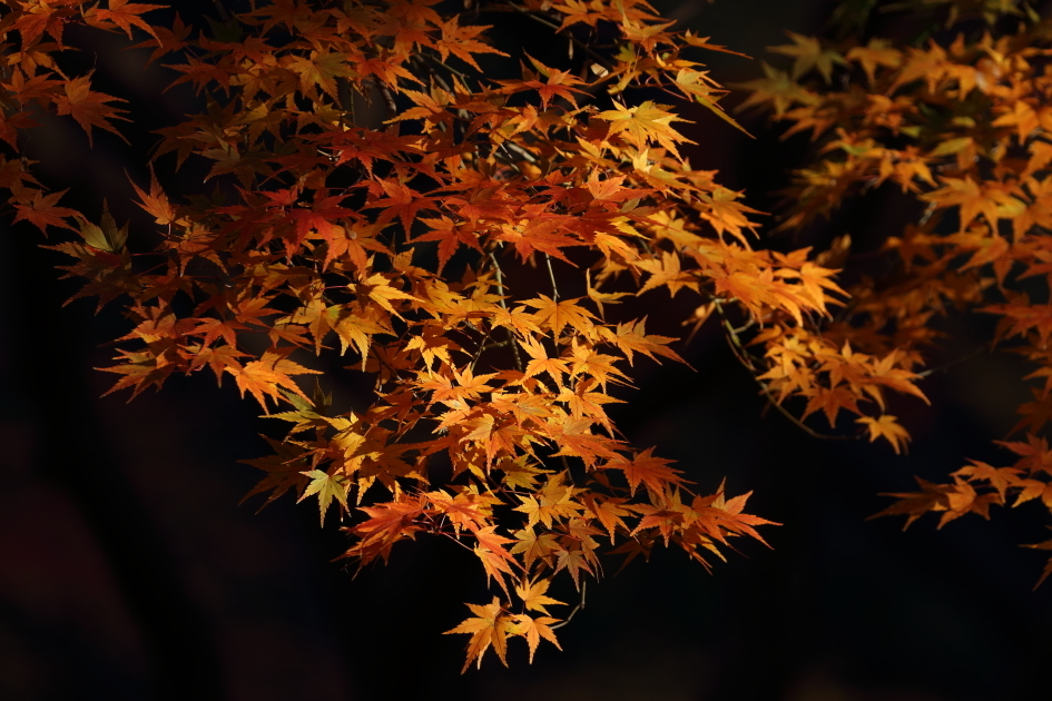 重なり合う紅葉 - 2019年晩秋・秩父鉄道 -_b0190710_18282728.jpg